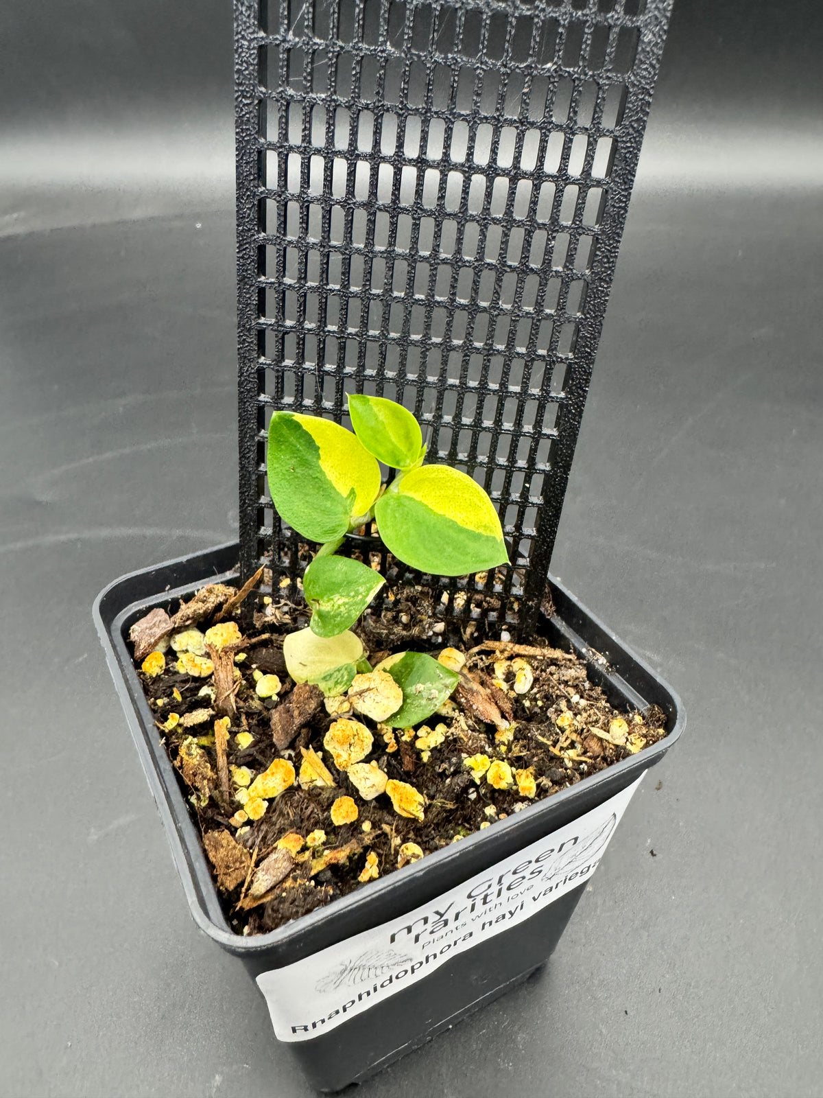 Rhaphidophora hayi variegata