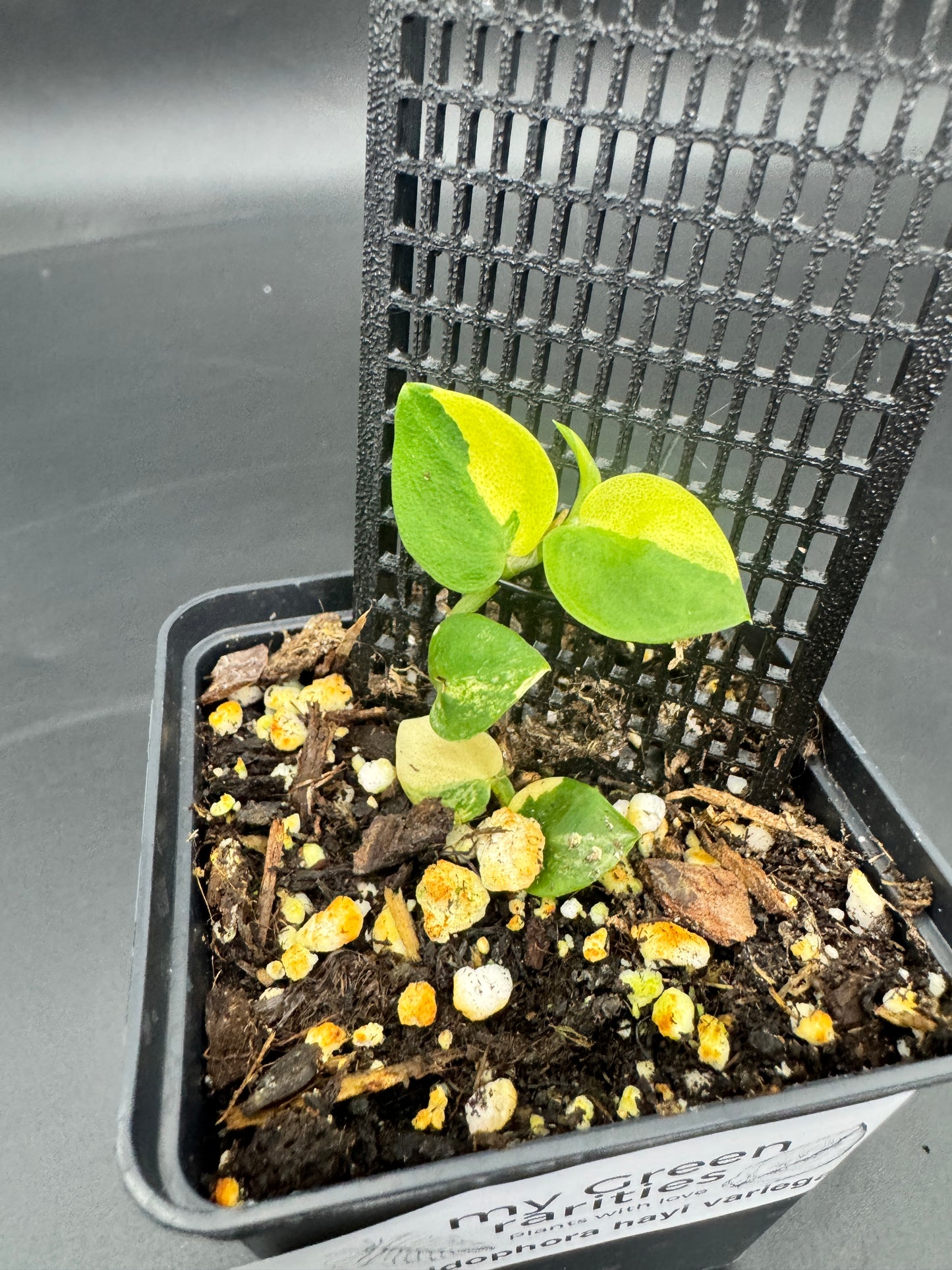 Rhaphidophora hayi variegata