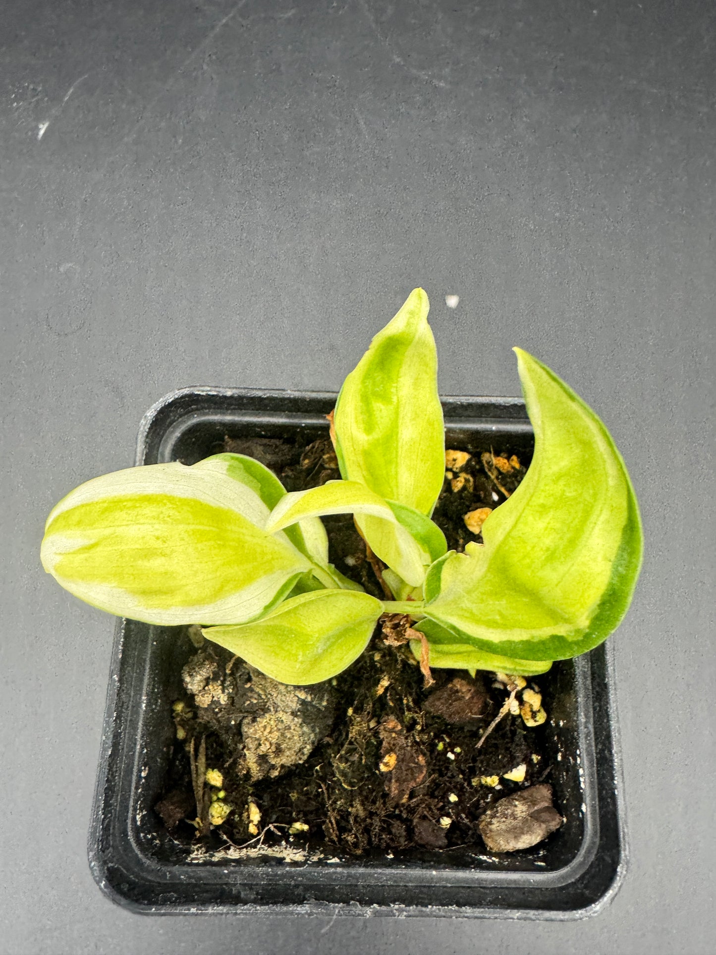 Philodendron Cream Splash