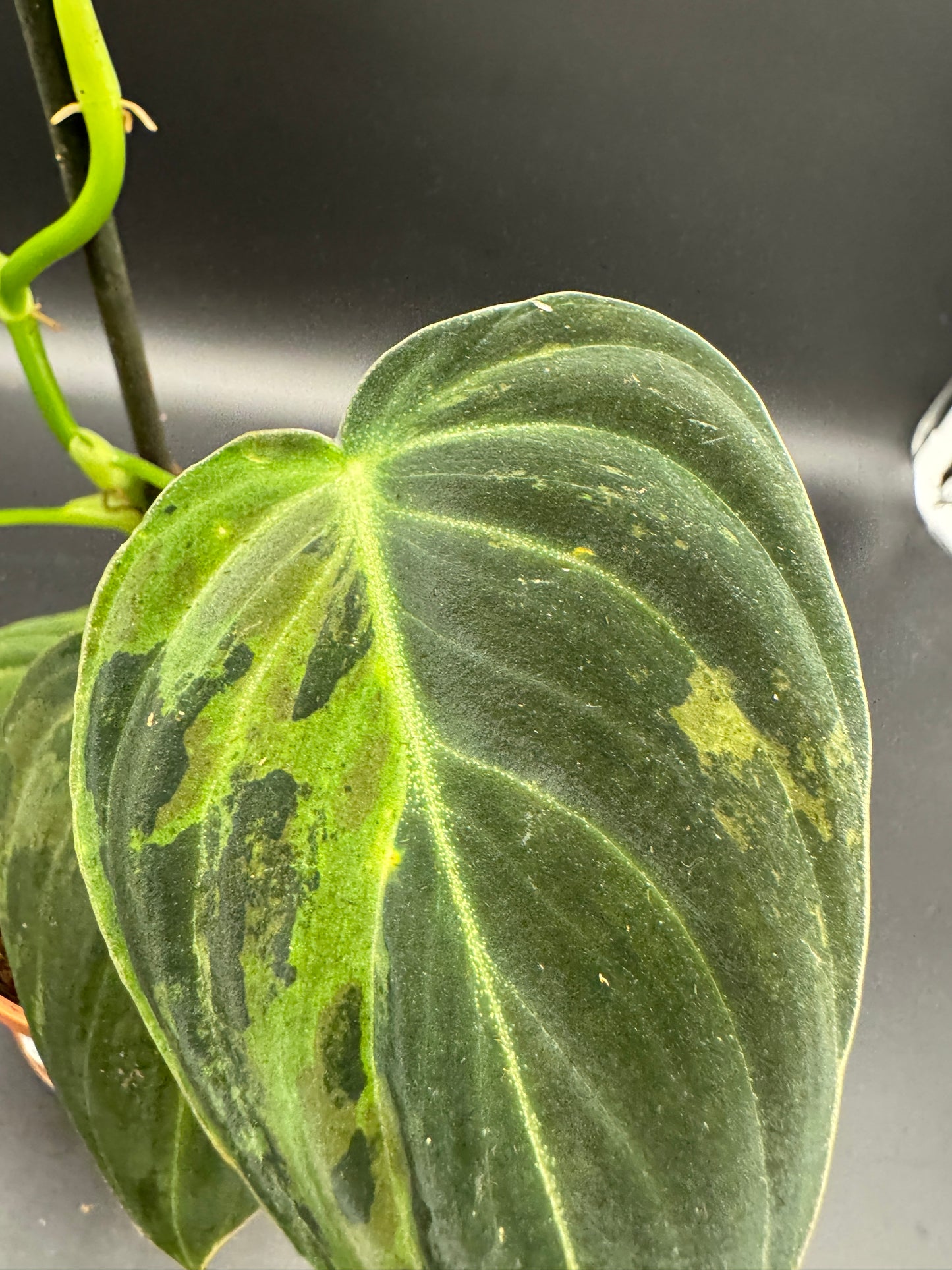 Philodendron melanochrysum variegata