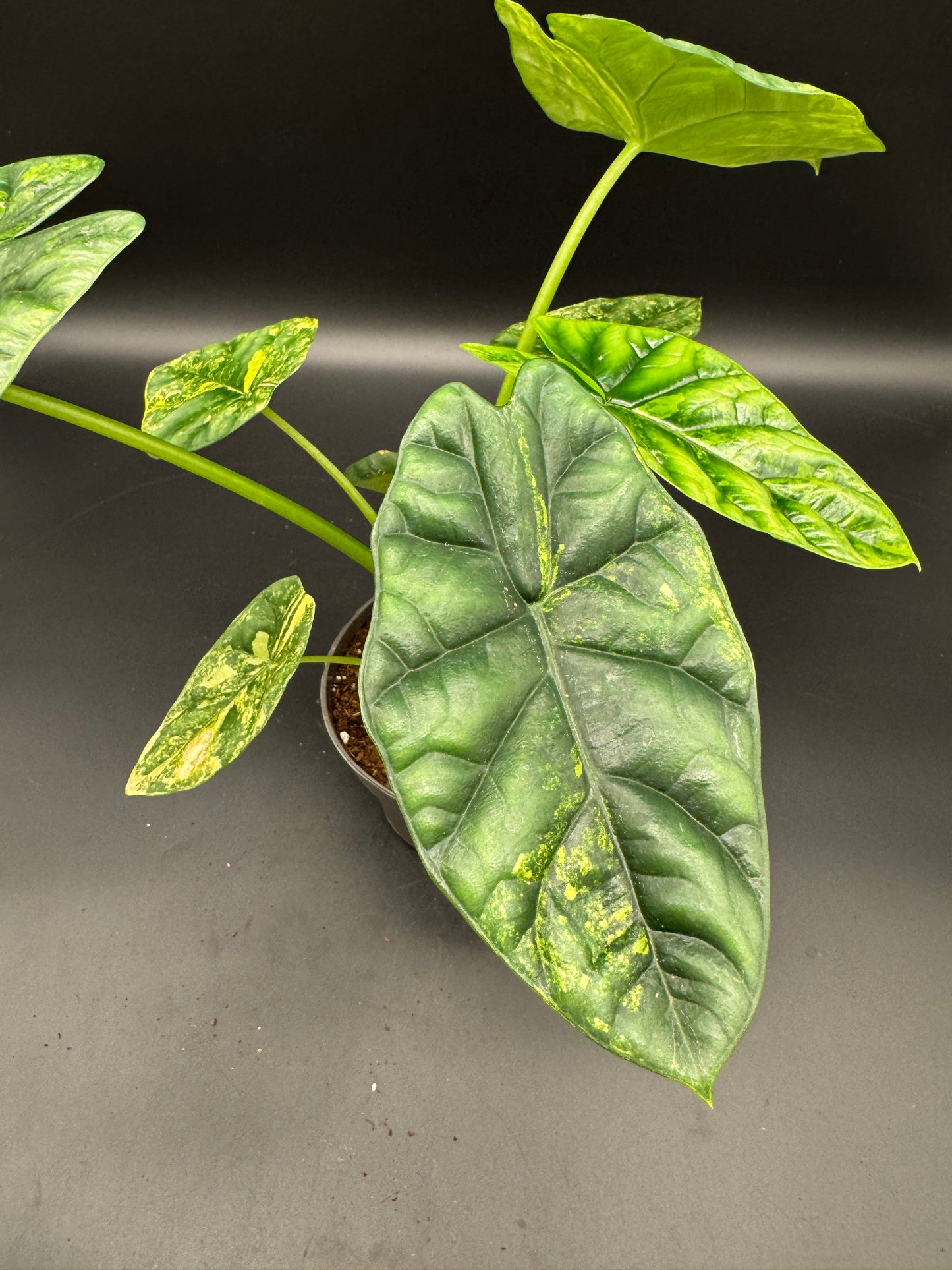 Alocasia sinuata aurea variegata