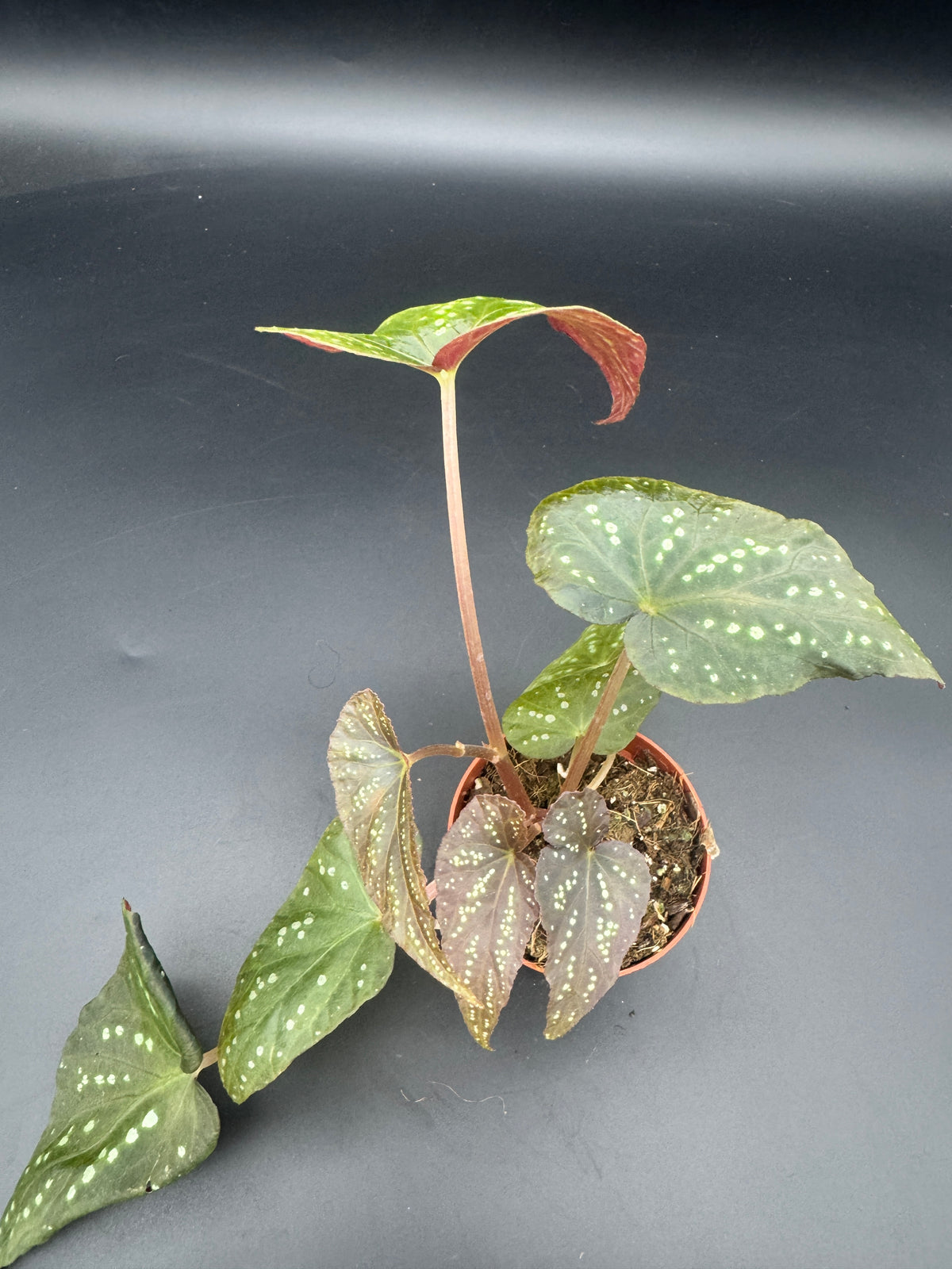 Begonia Pandora
