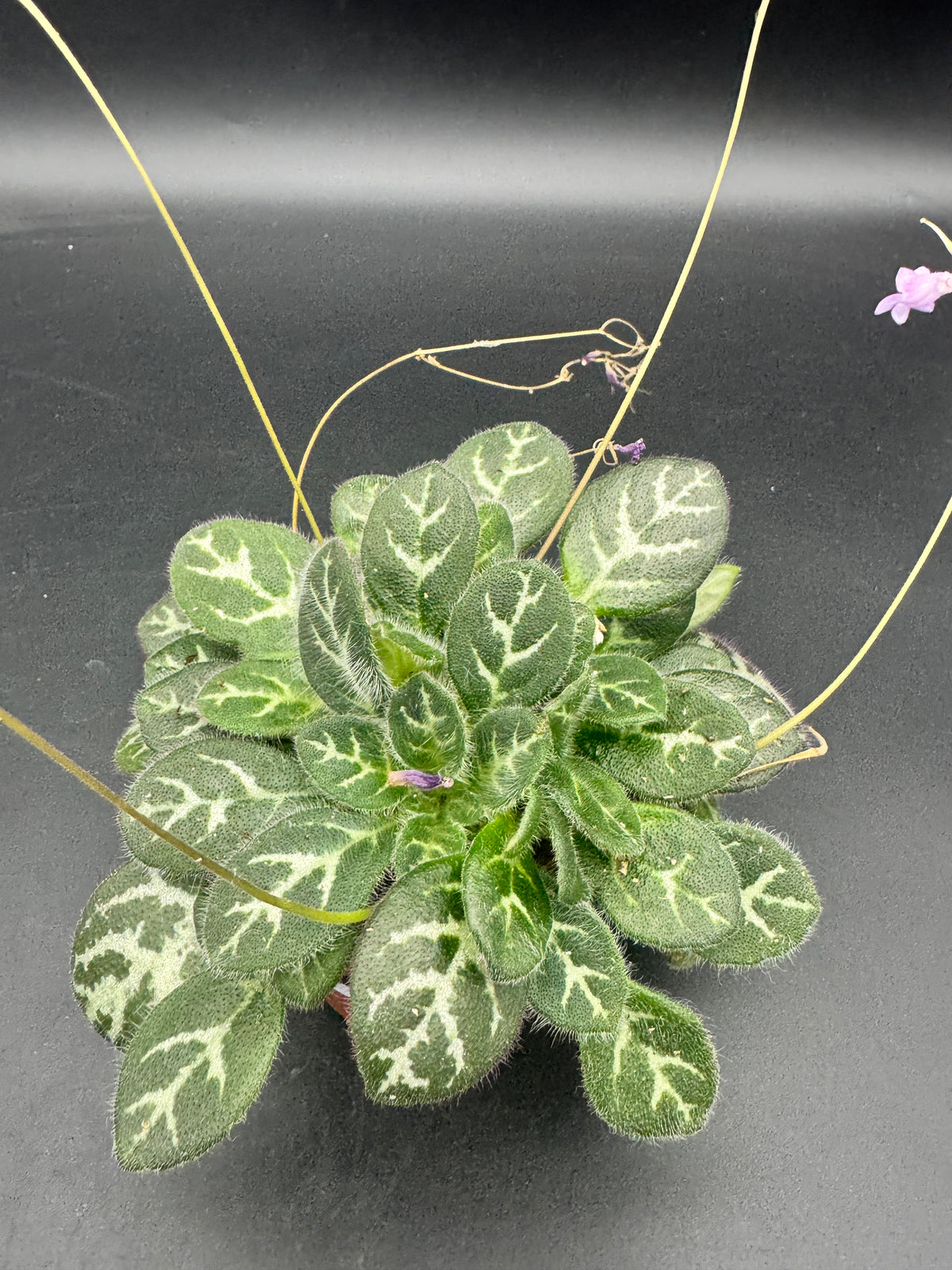 Primulina sinovietnamica