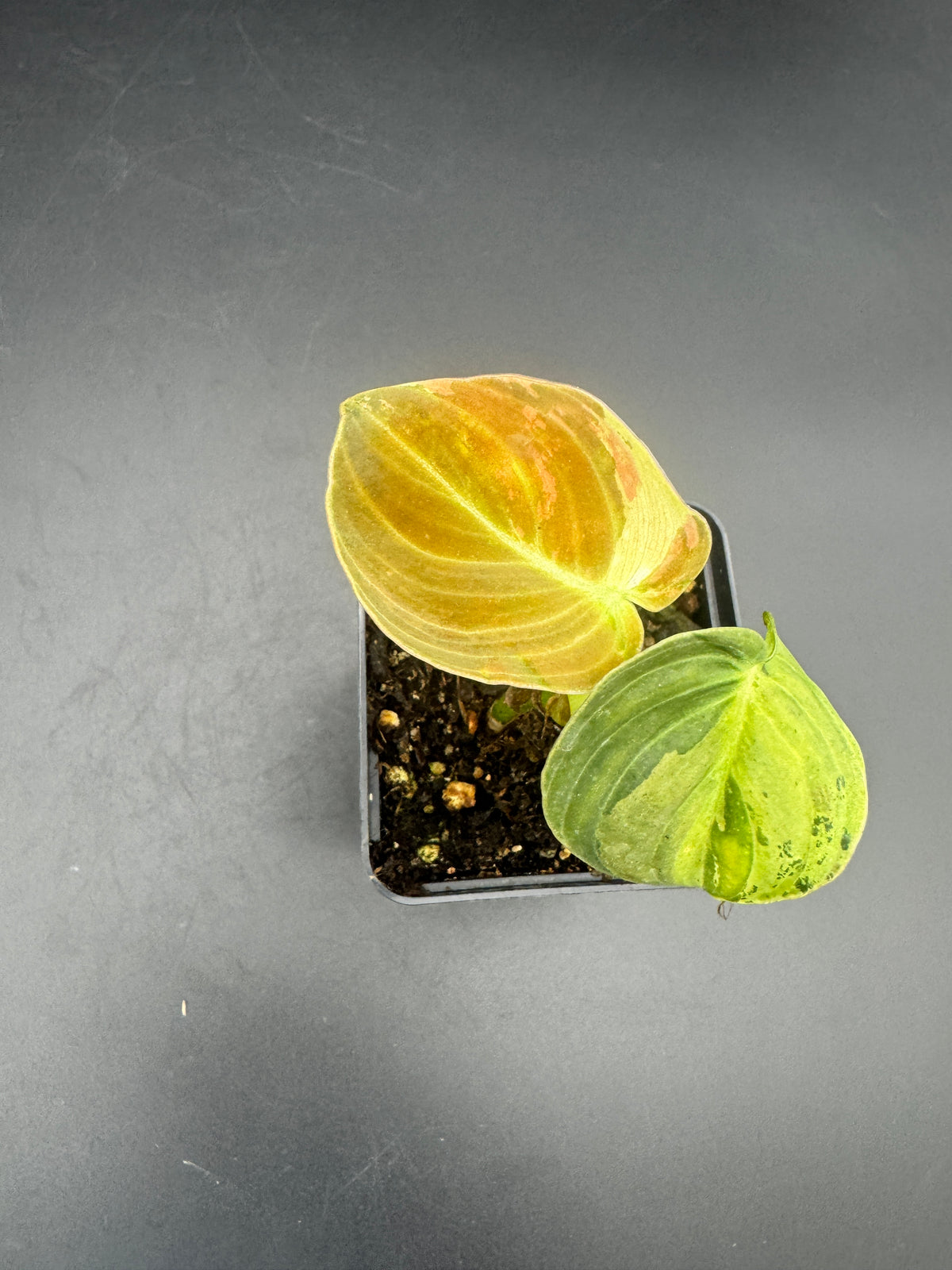 Philodendron melanochrysum variegata
