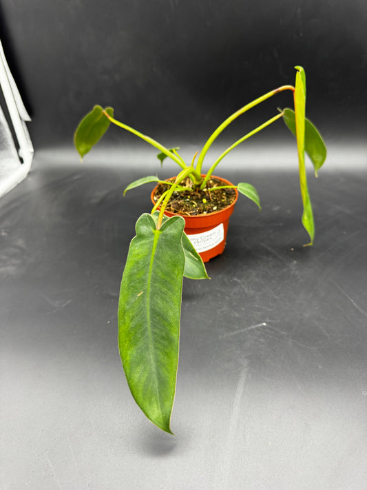 Philodendron Spiritus Sancti