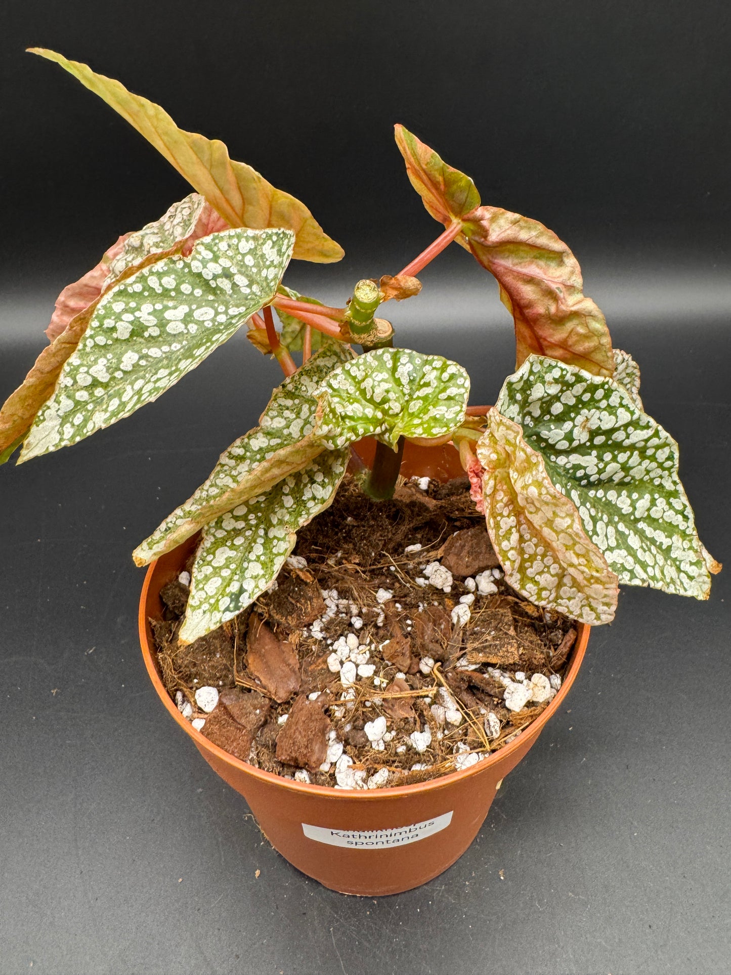 Begonia snow capped pink variegata