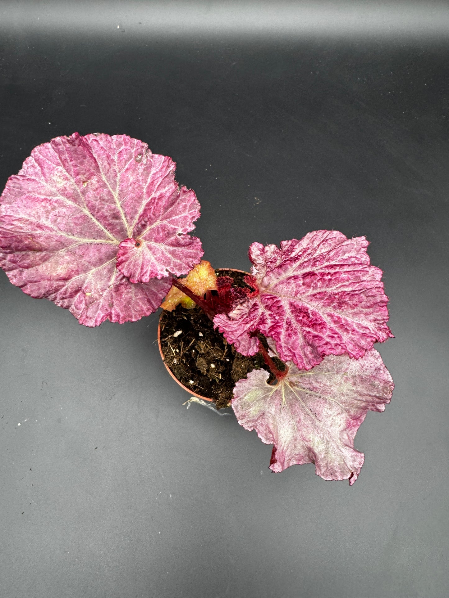 Begonia pink Panther