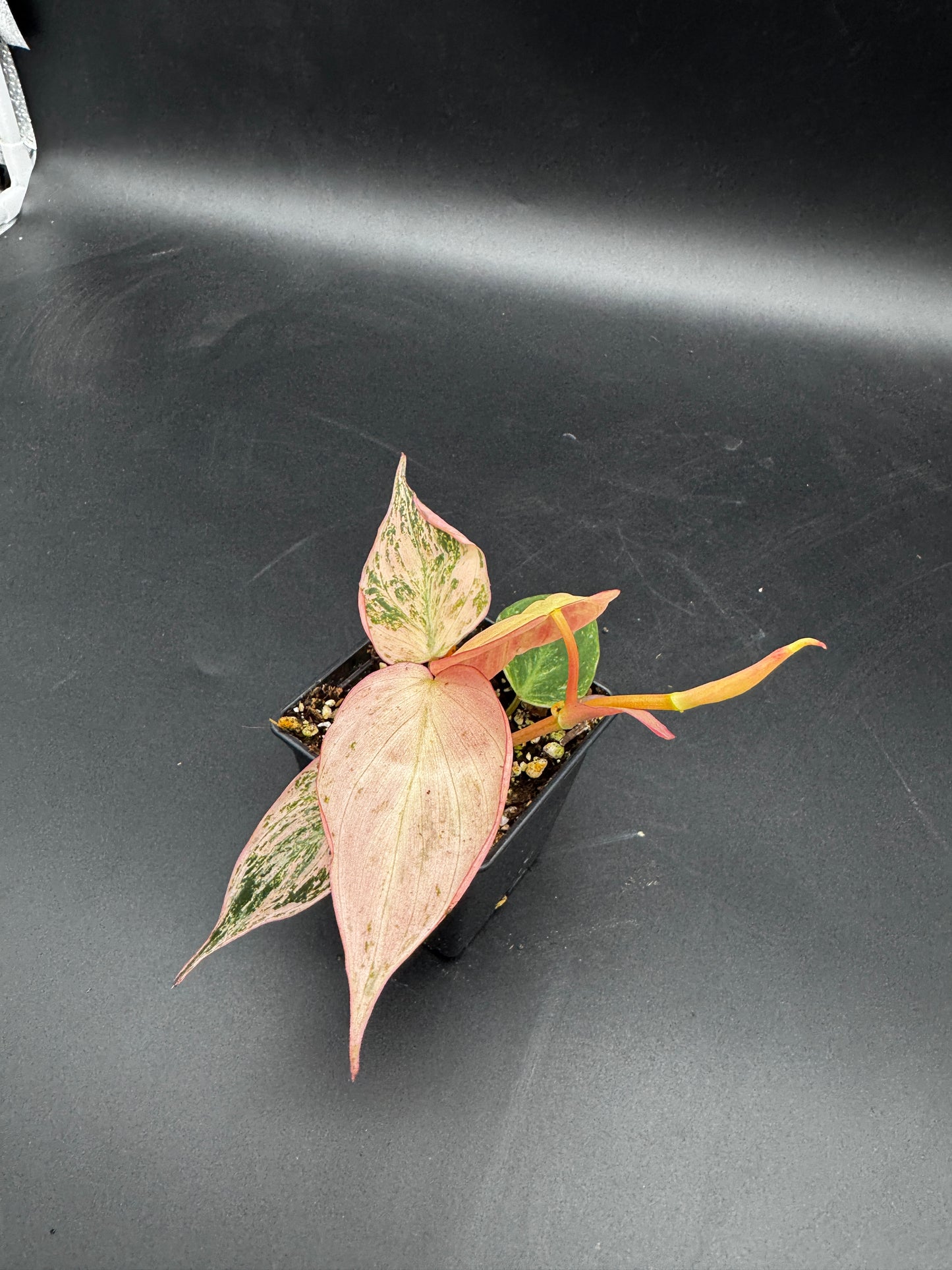 Philodendron micans pink marble variegata