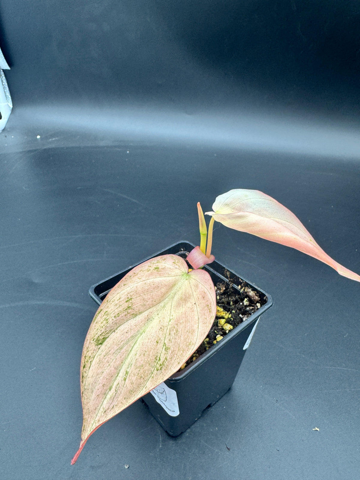 Philodendron micans pink Marble variegata