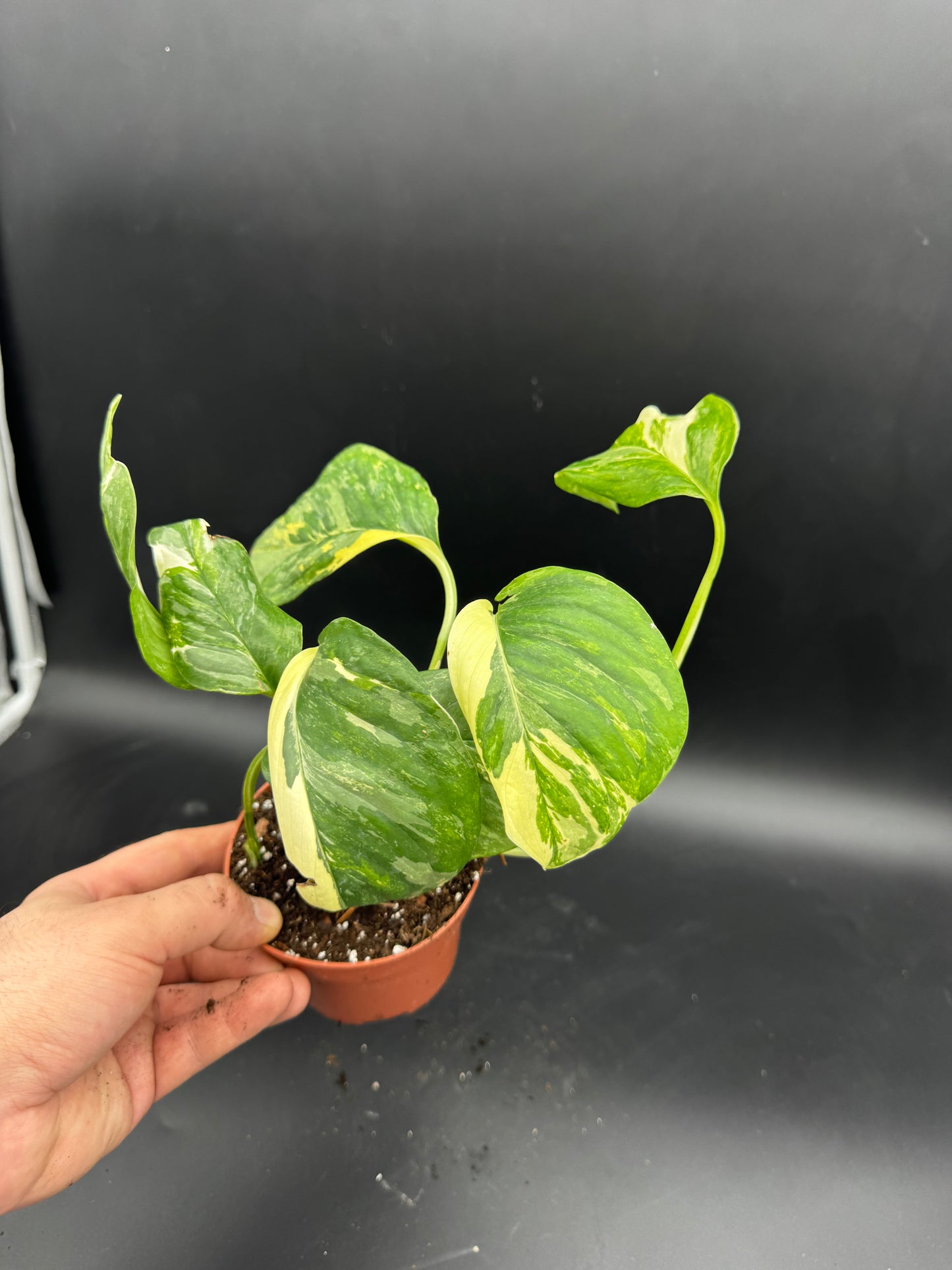 Monstera Lechleriana variegata