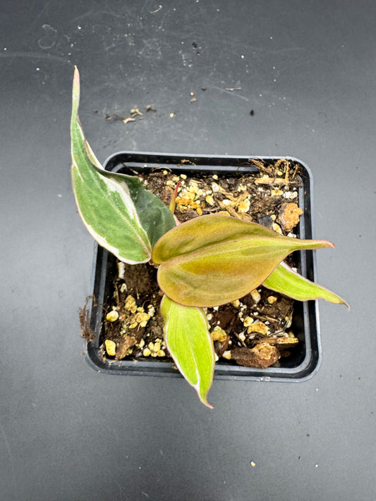 Philodendron micans velvet halo variegata