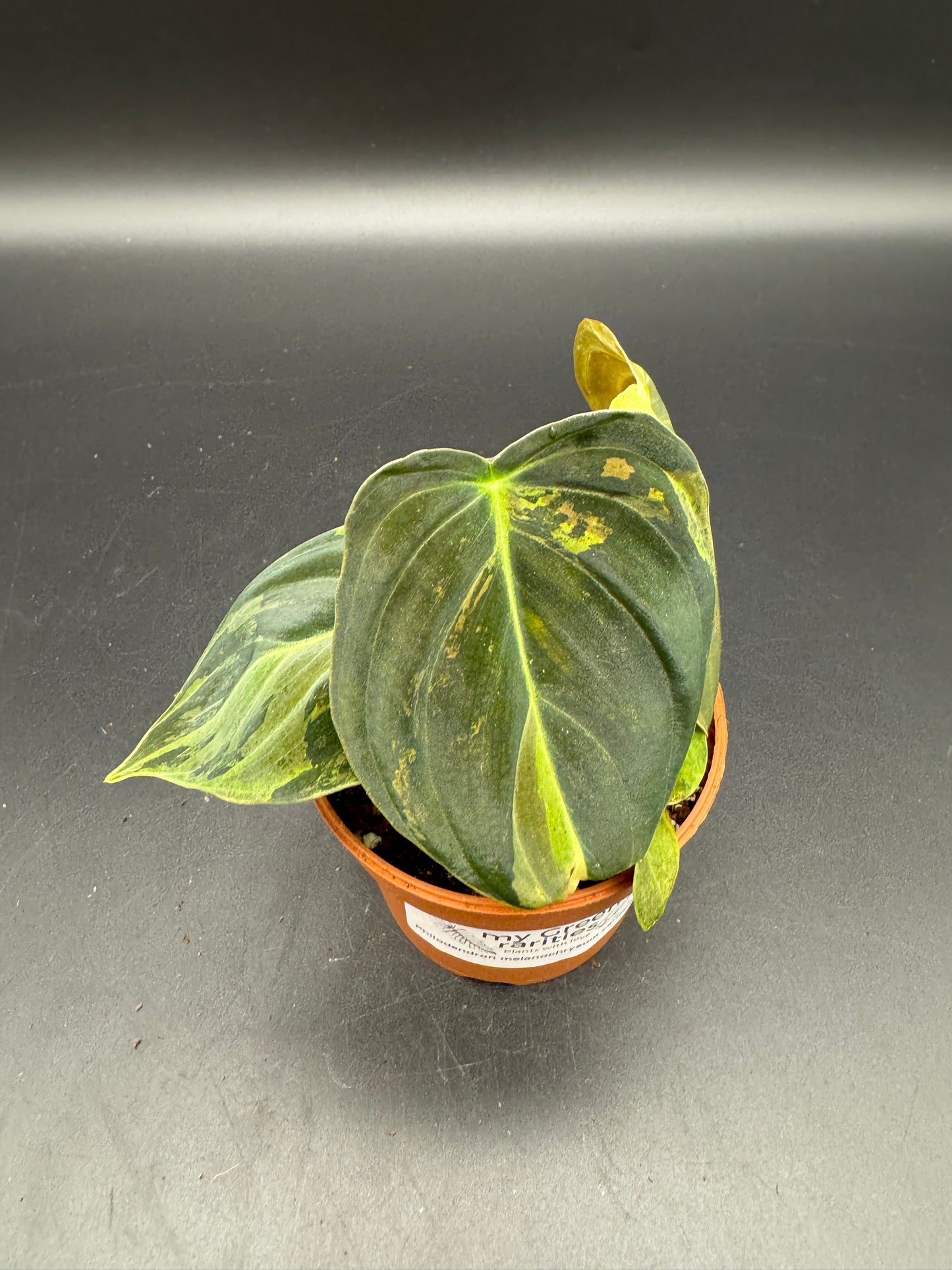 Philodendron melanochrysum variegata
