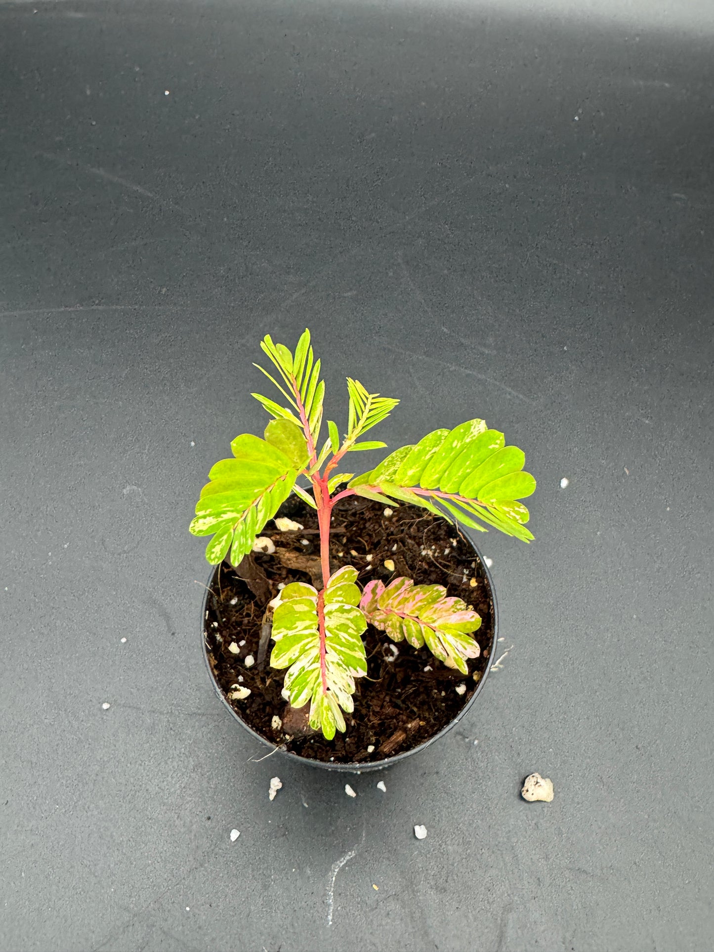 Phyllanthus Urinaria pink Variegata
