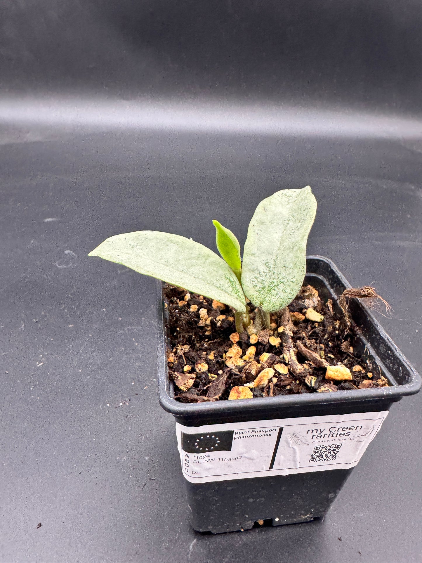 Hoya carnosa Nova Ghost