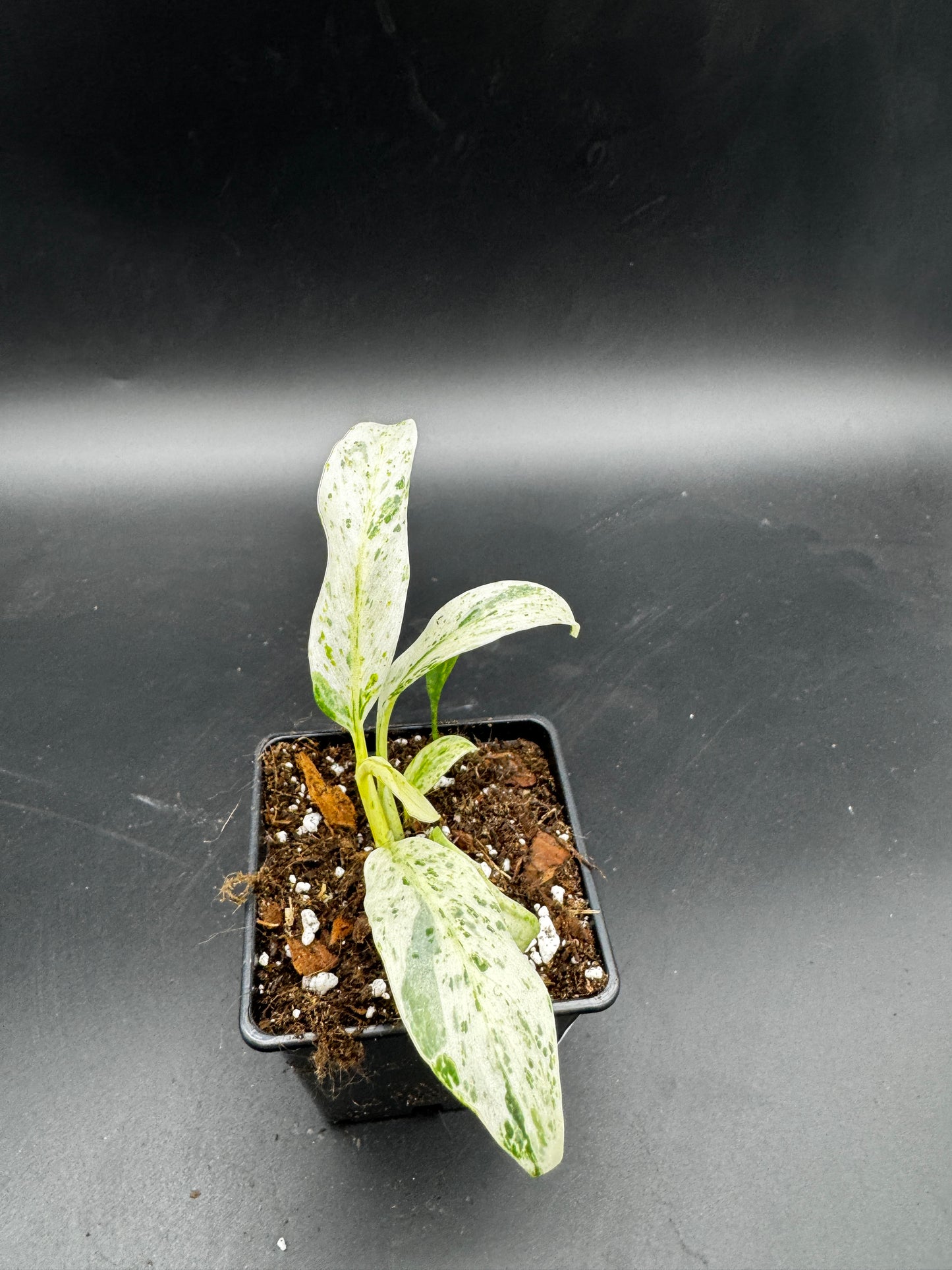 Rhaphidophora Puberula variegata