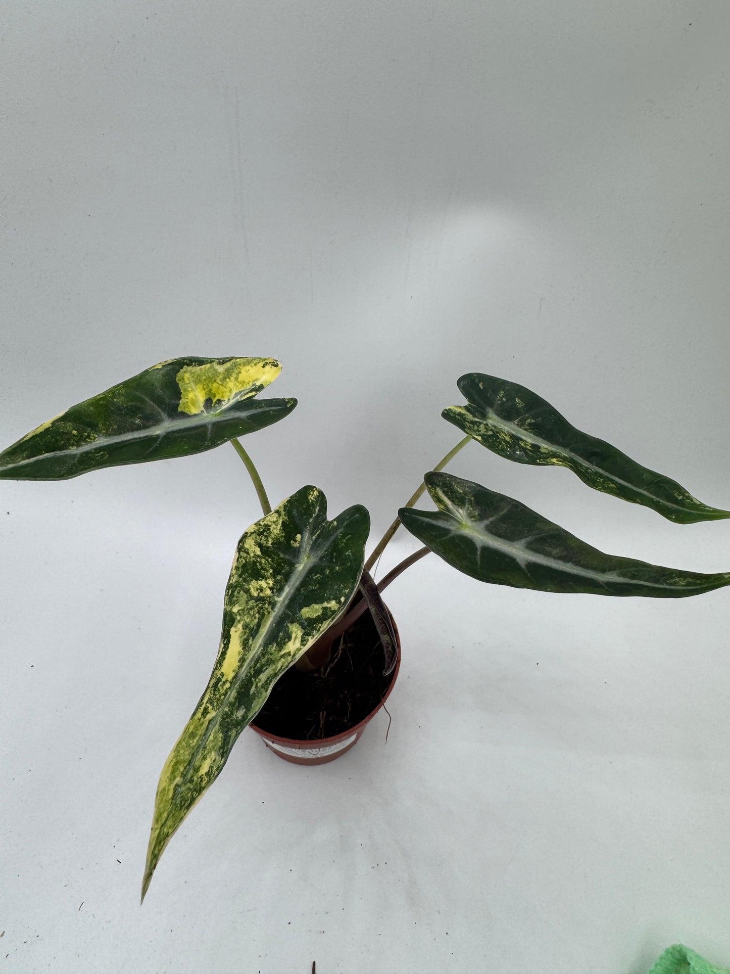 Alocasia bambino Aufea variegata