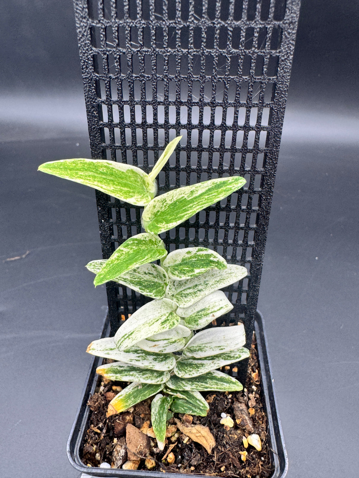 Rhaphidophora Tenuis Silver white Marble variegata