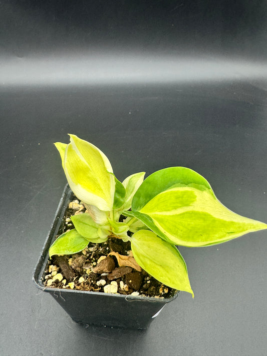 Philodendron cream Splash