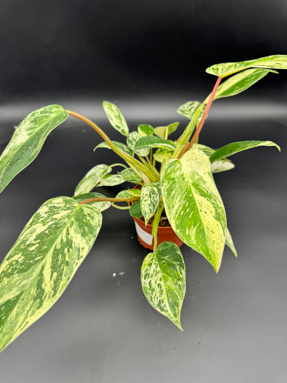Philodendron emerald Queen