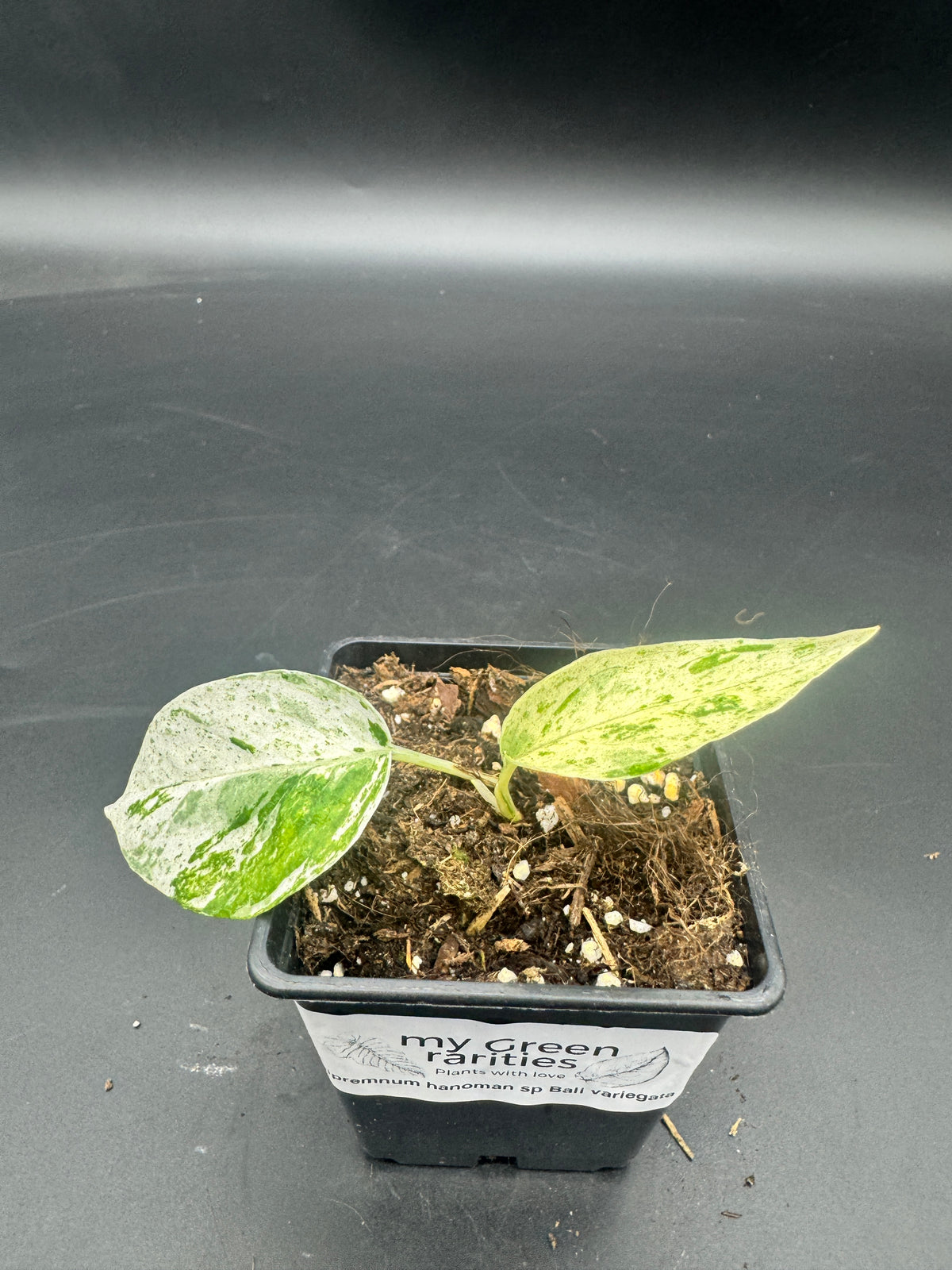 Epipremnum hanoman sp Bali