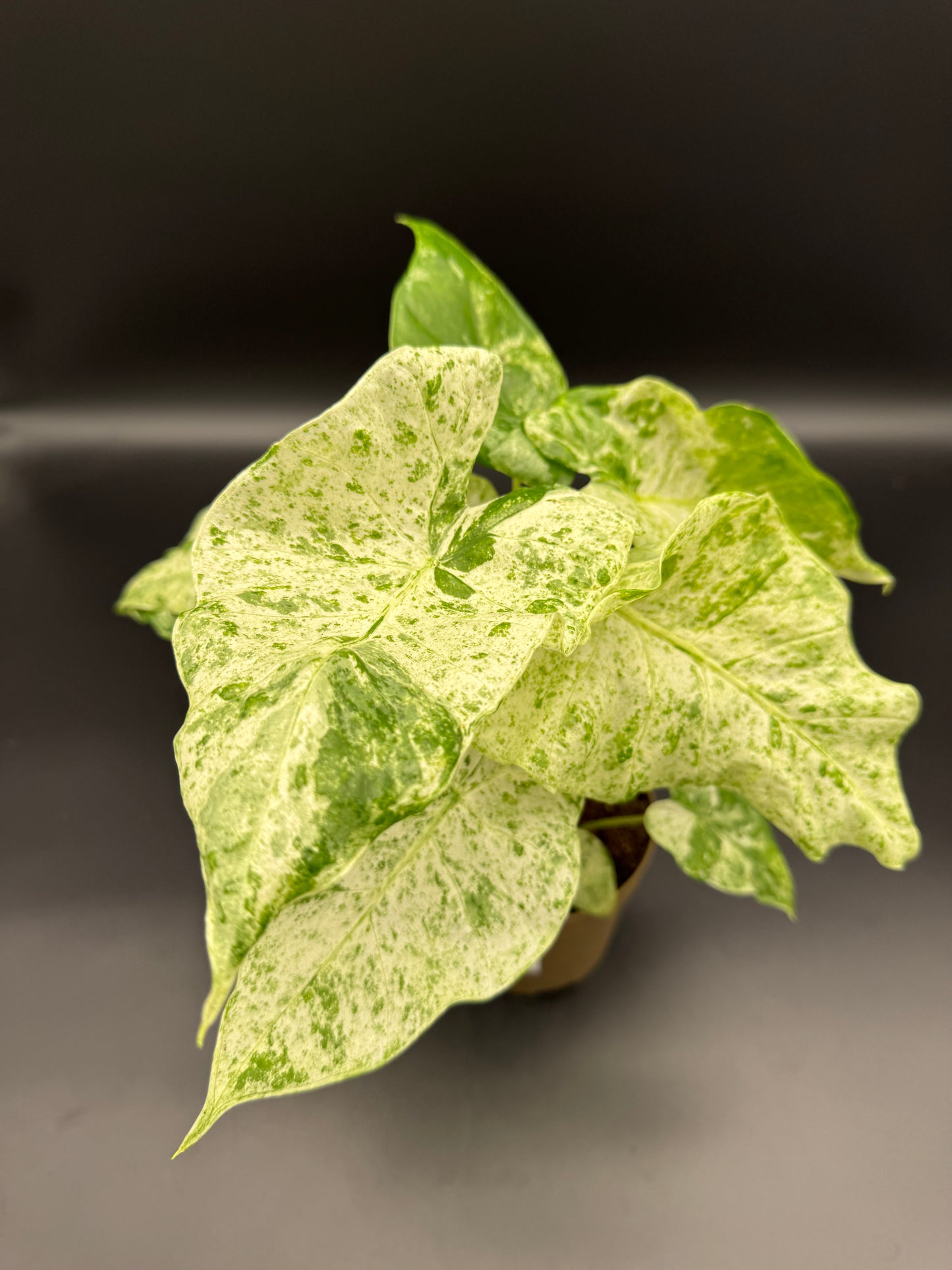 Alocasia macrorrhizos 'Splash'