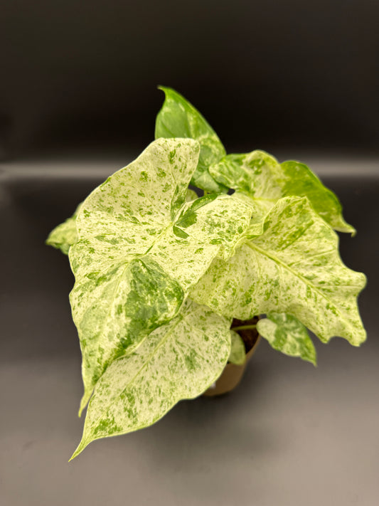 Alocasia macrorrhizos 'Splash'