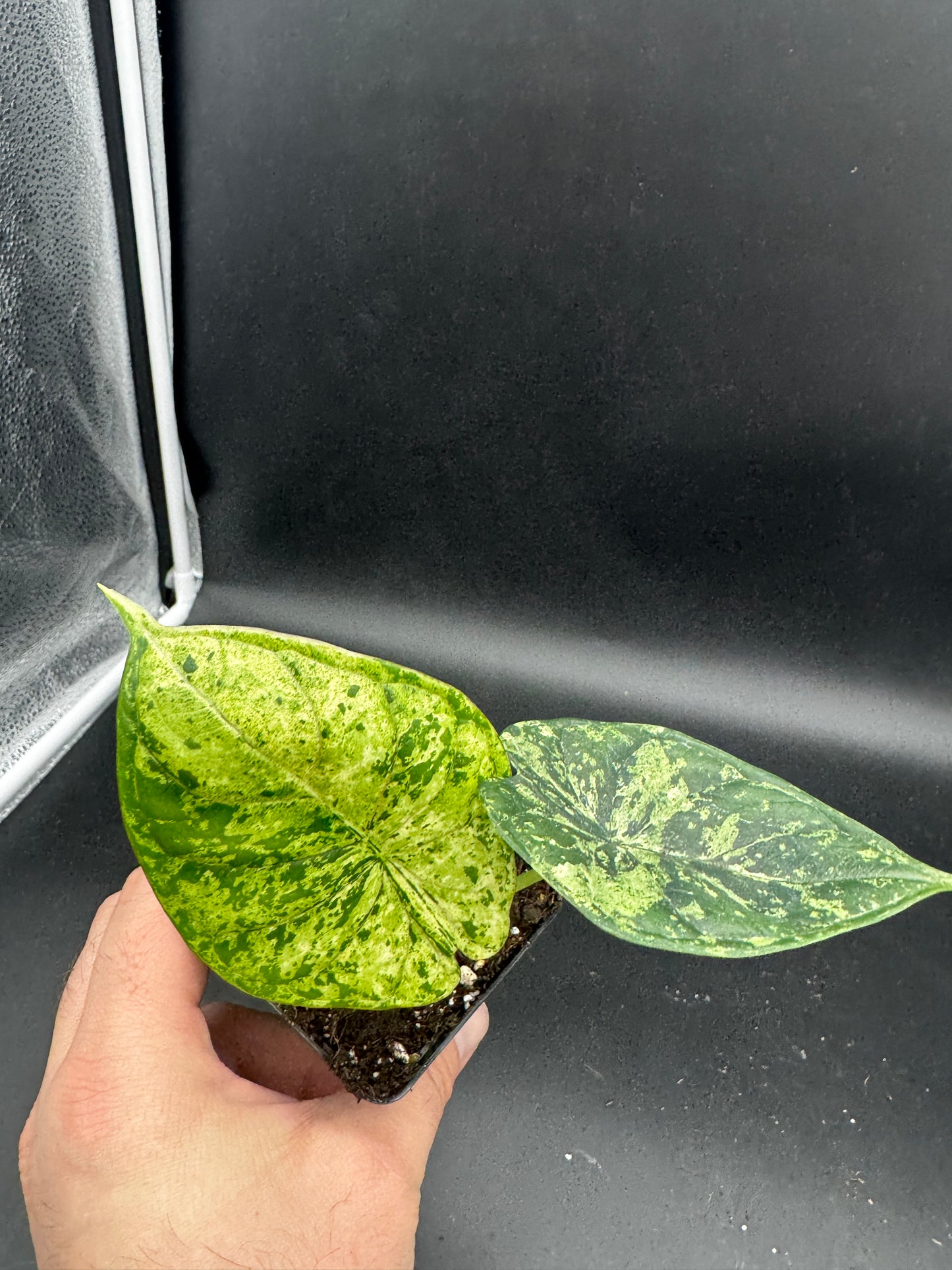 Alocasia Dragon scale mint variegata