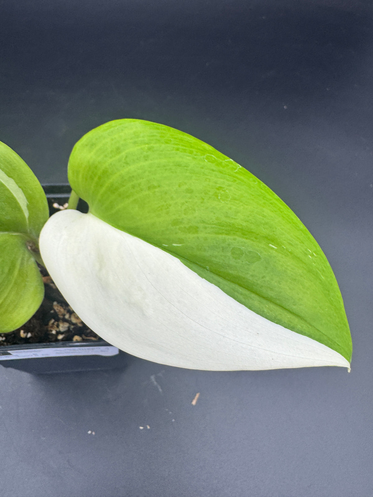 Scindapsus treubii moonlight albo variegata