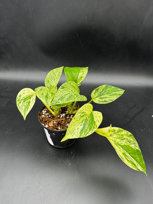 Epipremnum pinnatum Marble Queen