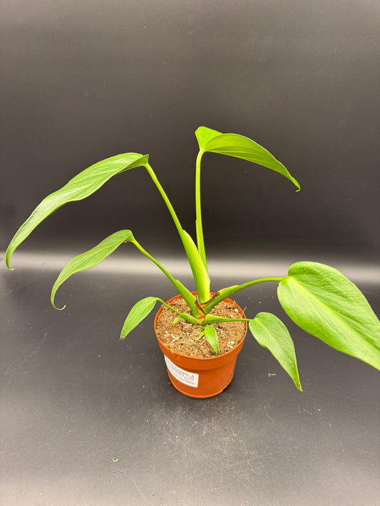 Monstera burle marx Flame