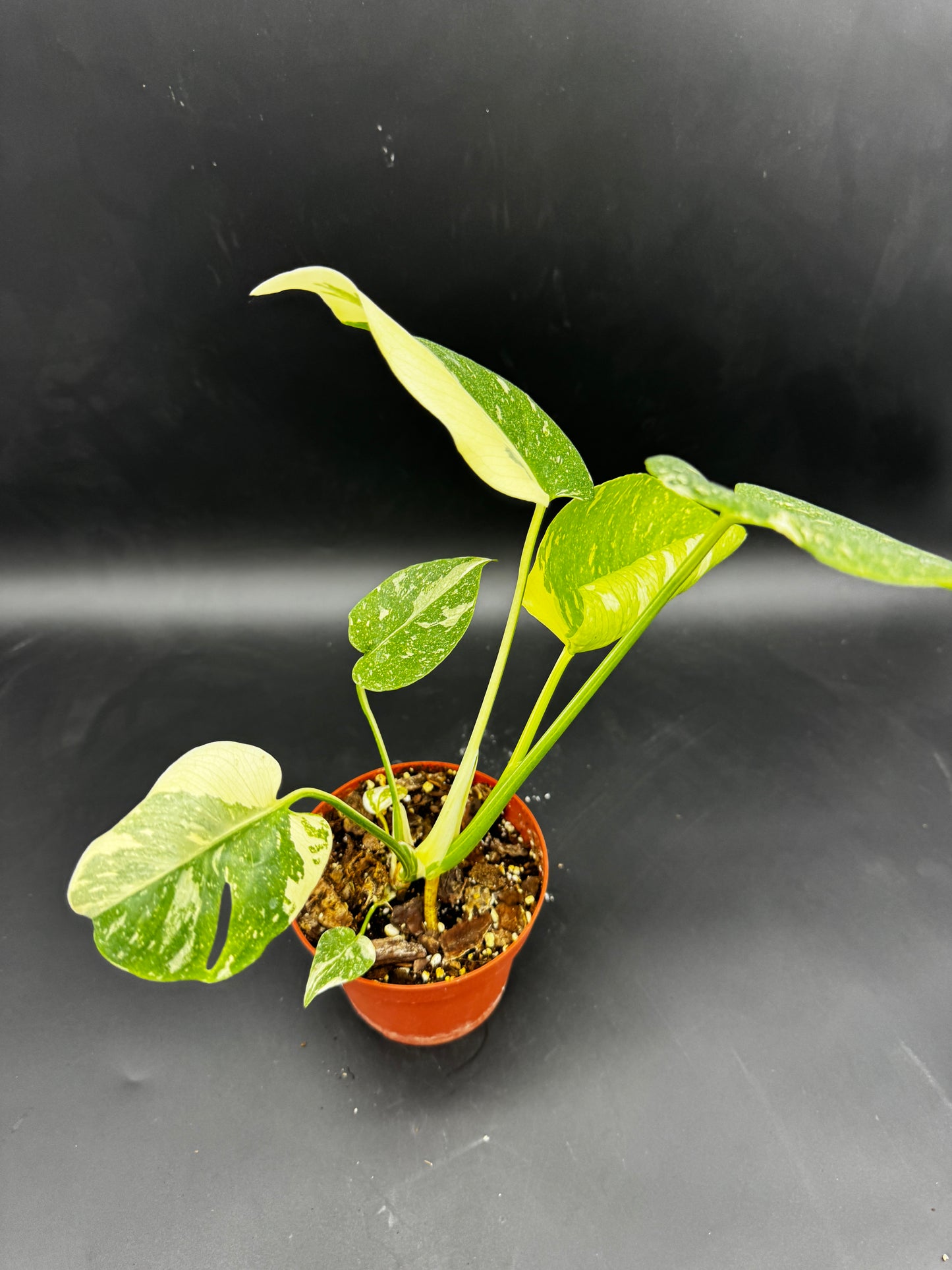 Monstera Thai constellation