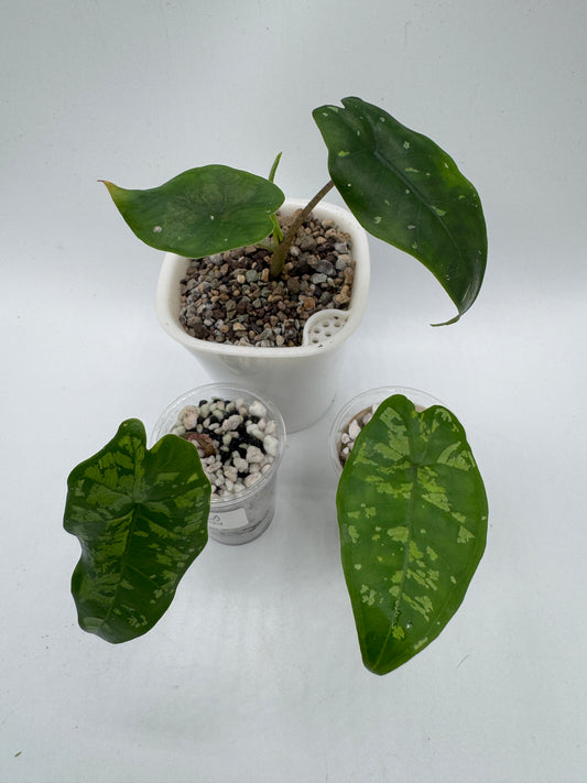Alocasia Boyceana ‚Shattered Glass‘