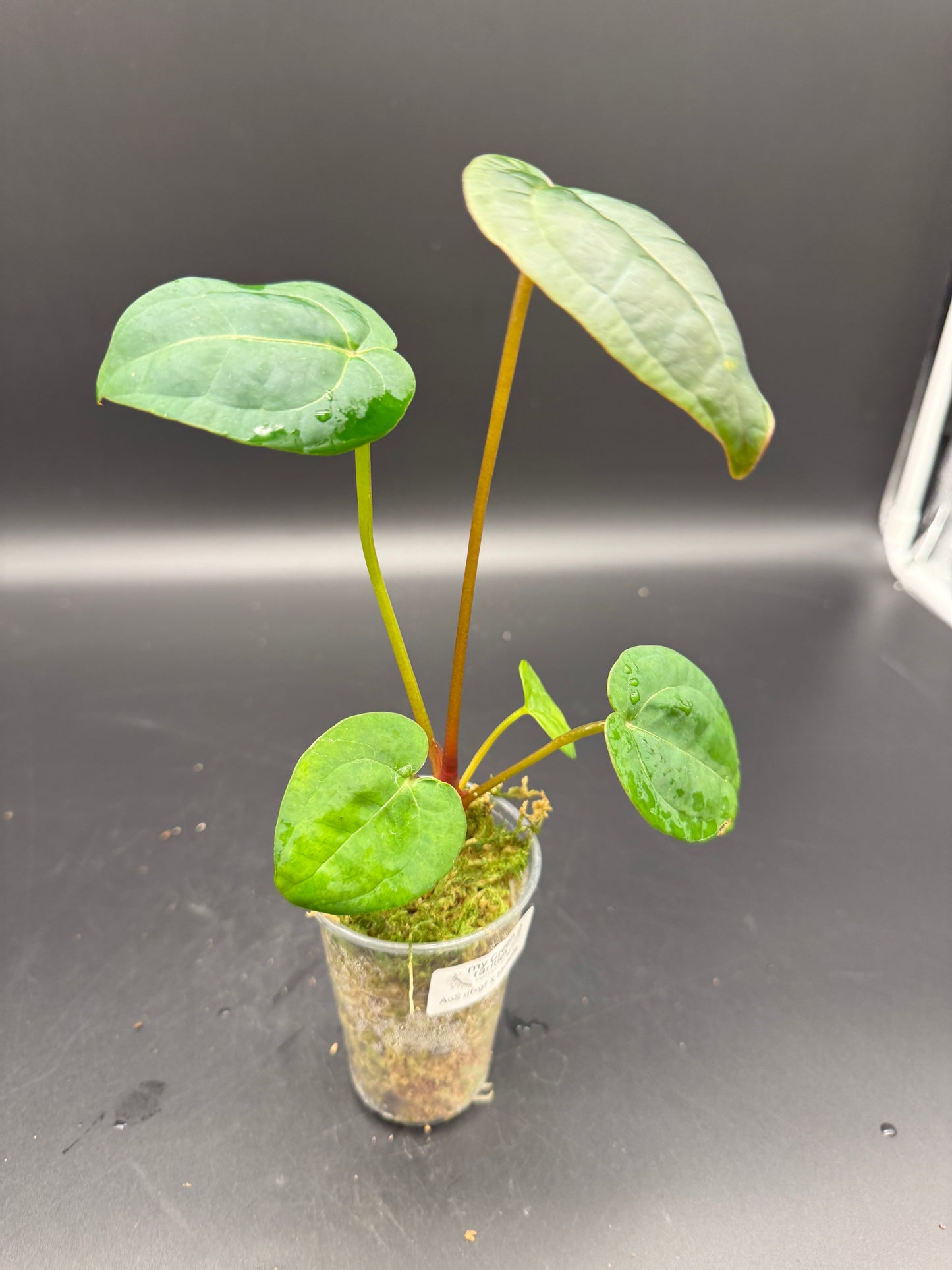 Anthurium AoS dfxgf × Michelle