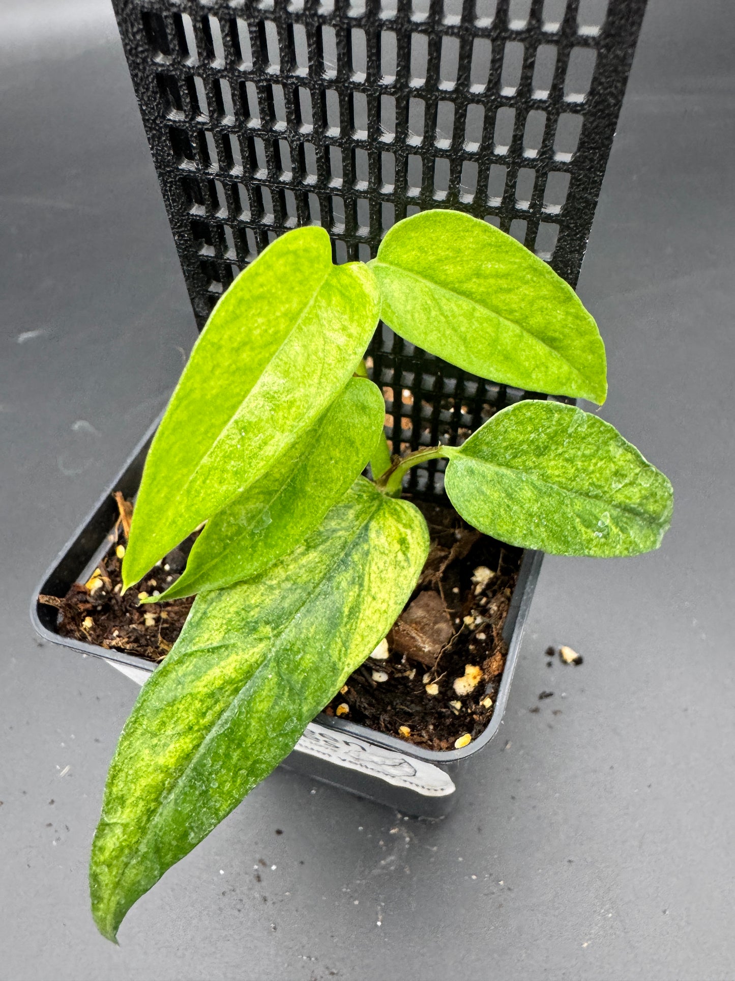 Epipremnum pinnatum yellow Mint variegata