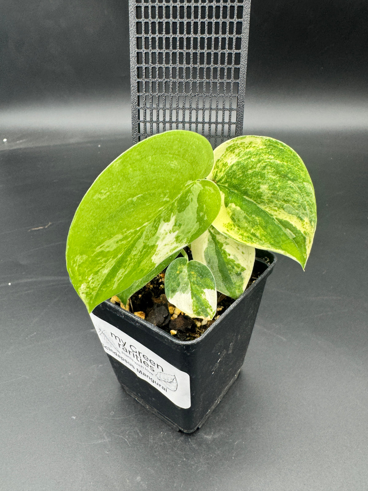 Scindapsus mangurai