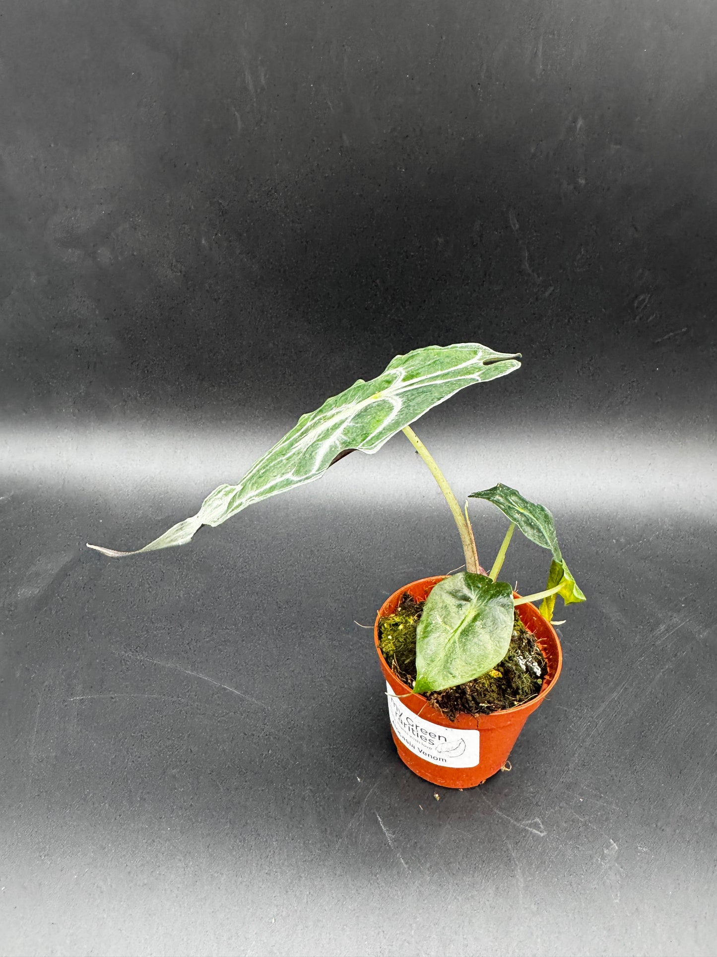 Alocasia Venom