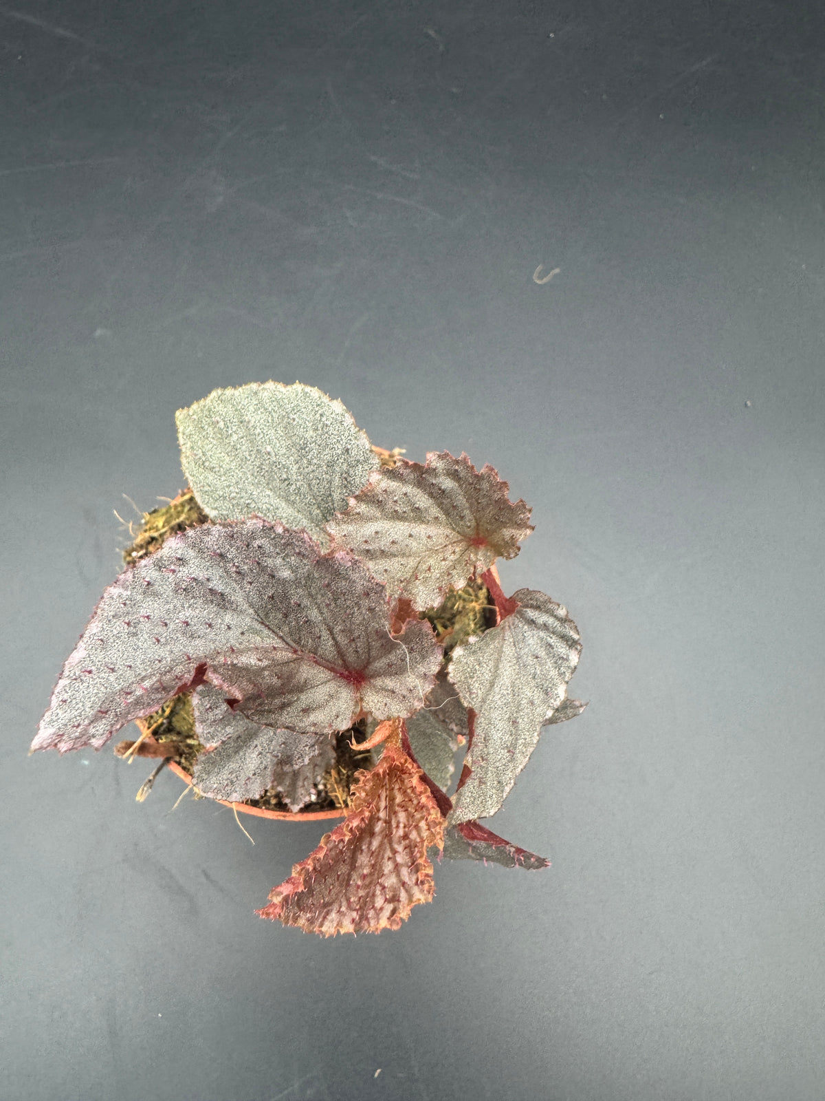 Begonia Lamriana Silver