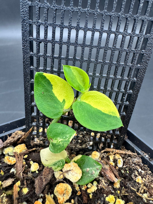Rhaphidophora hayi variegata