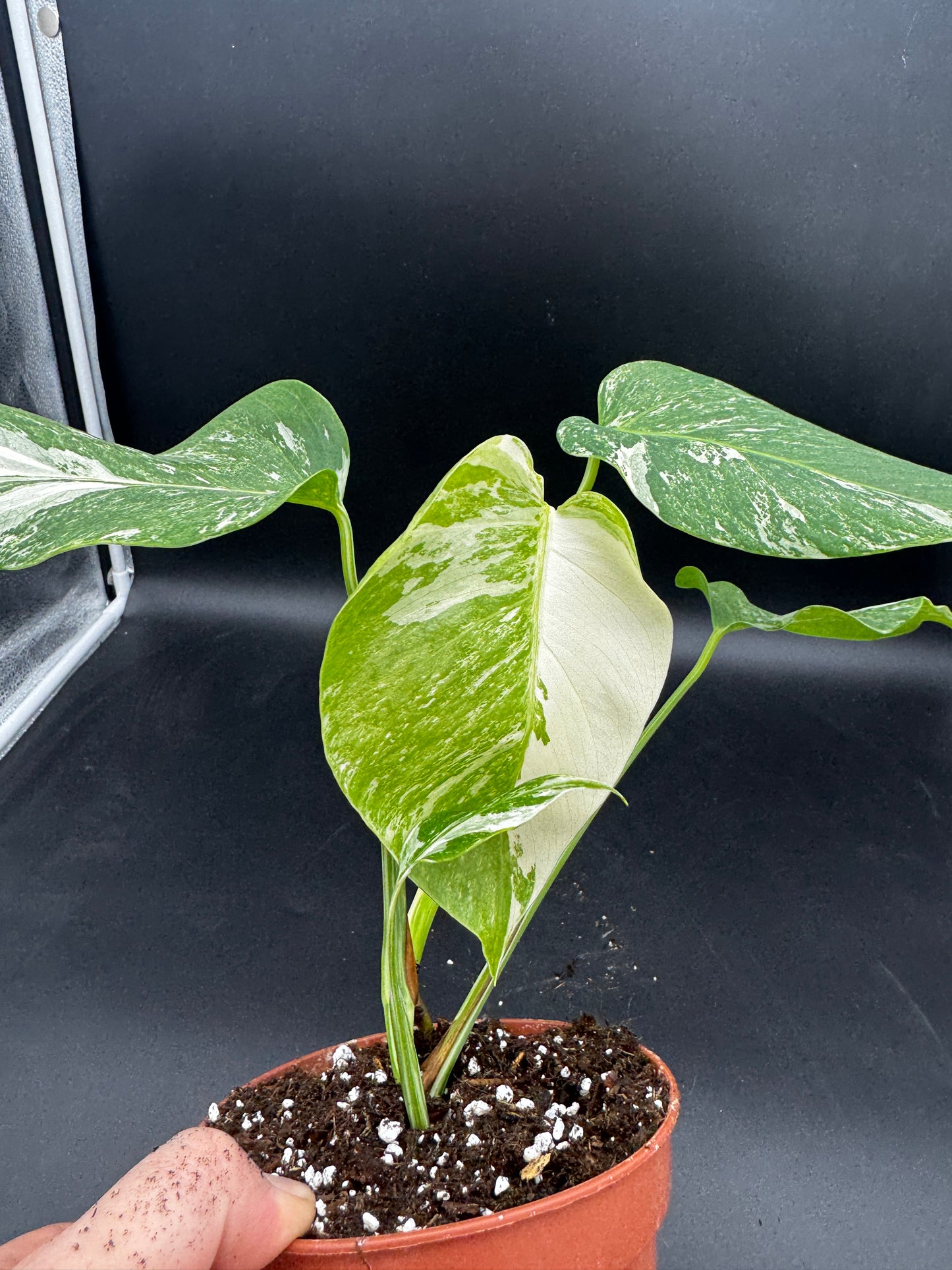 Monstera deliciosa variegata