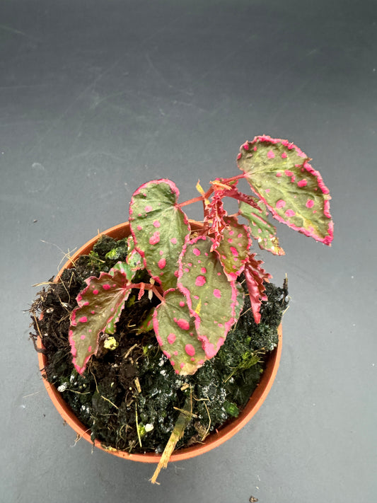 Begonia pink Lady
