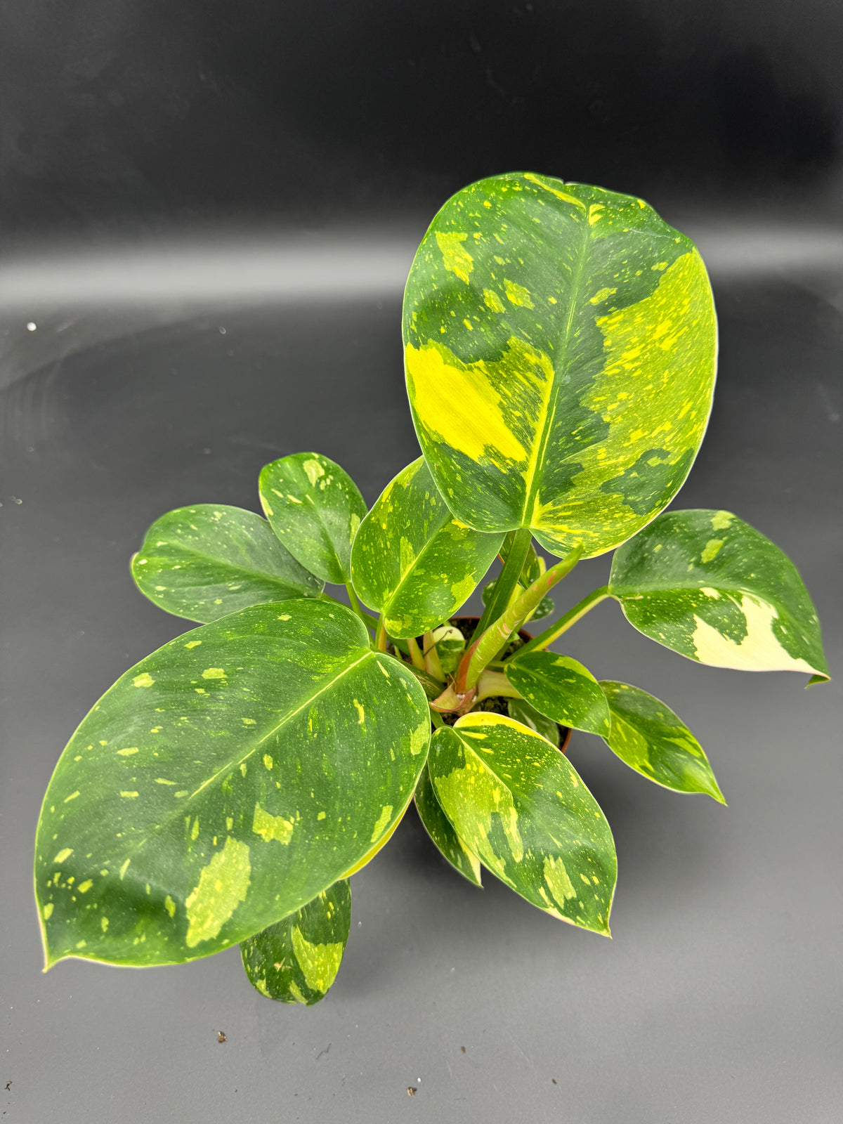 Philodendron Green Kongo variegata