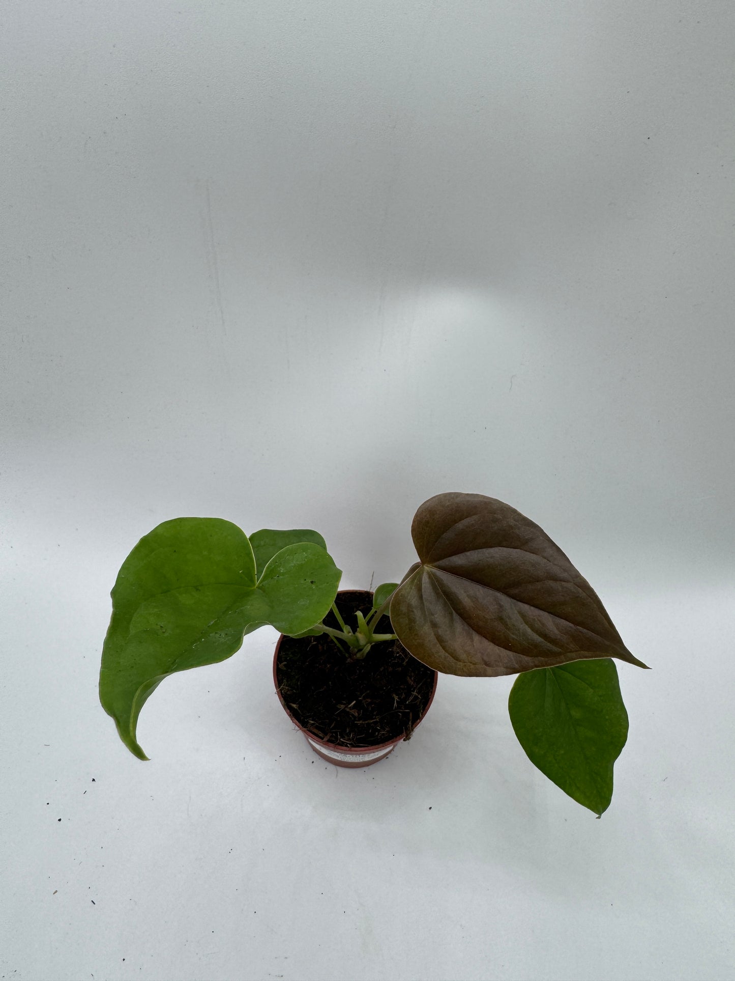 Anthurium red Beauty