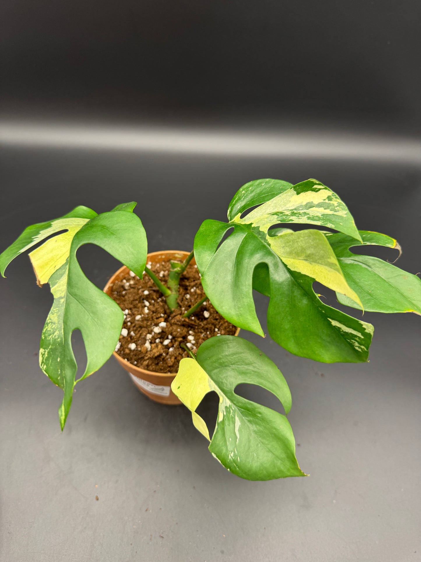 Rhaphidophora tetrasperma Basis