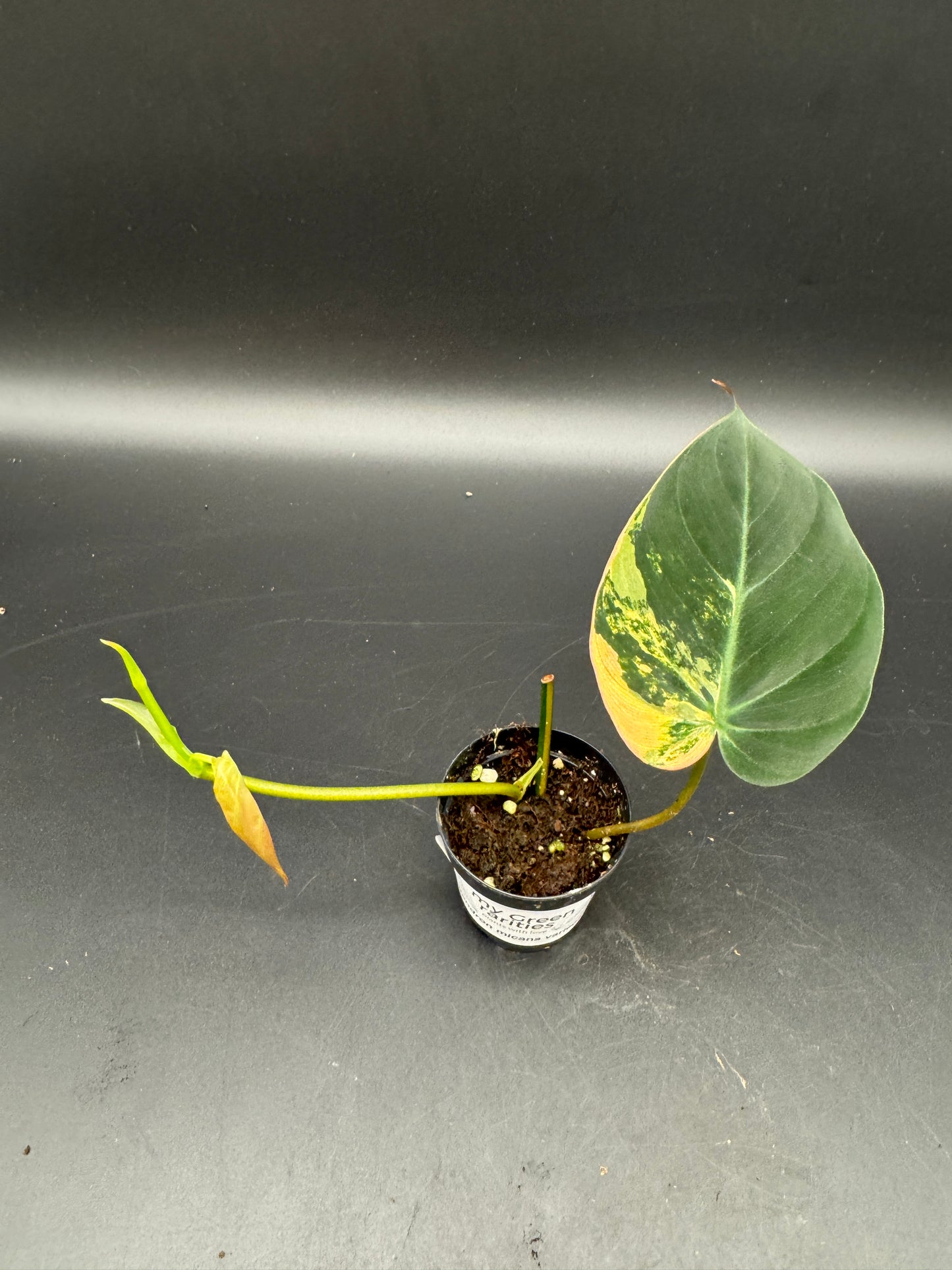 Philodendron micans variegata