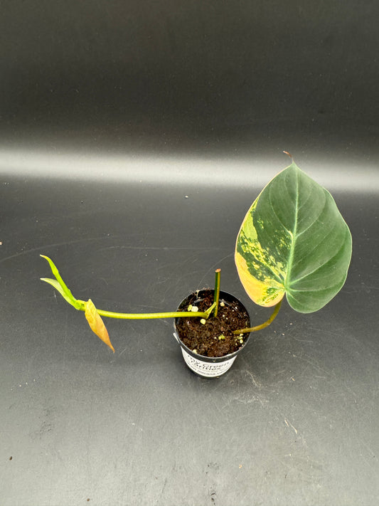 Philodendron micans variegata