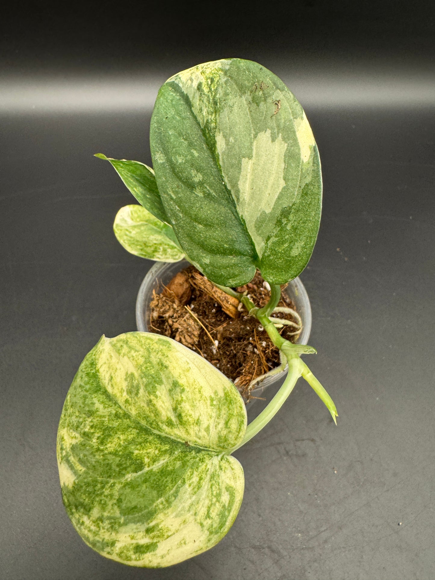 Scindapsus mangurai