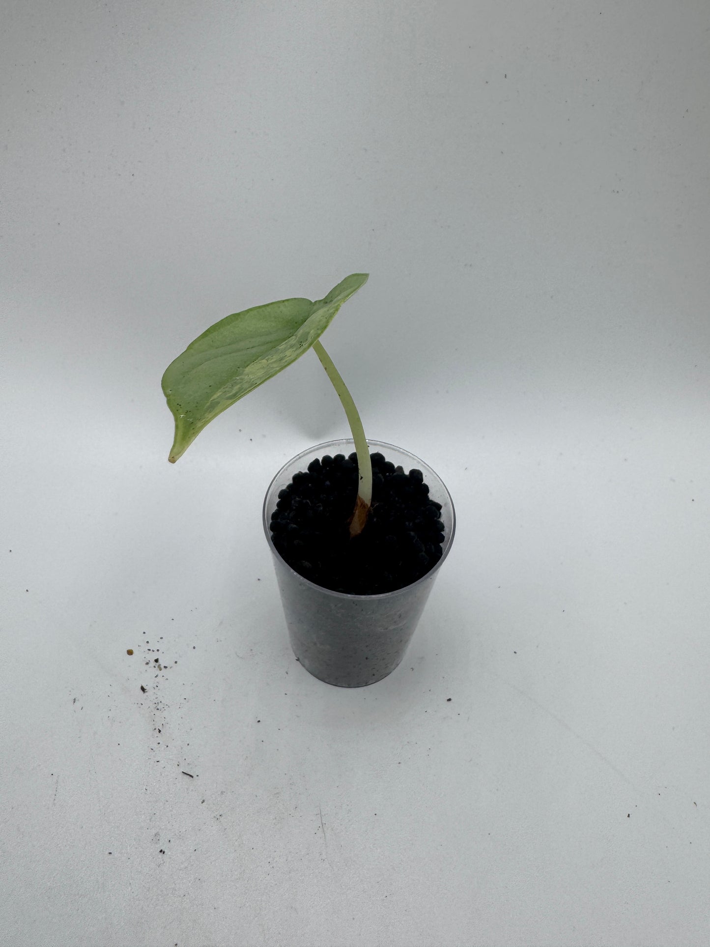 Alocasia Silver Dragon variegata