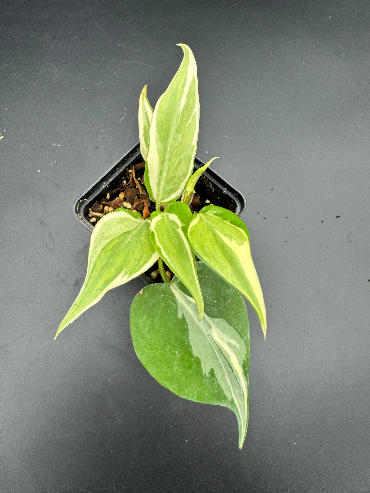 Philodendron hederaceum Rio