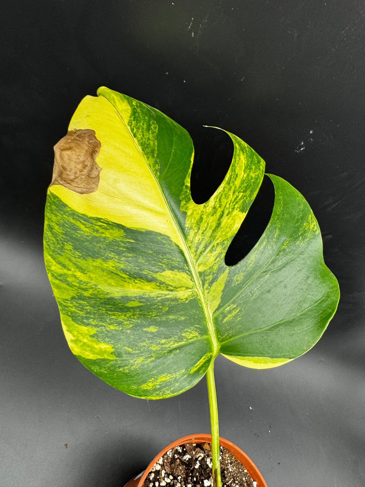Monstera deliciosa Aurea