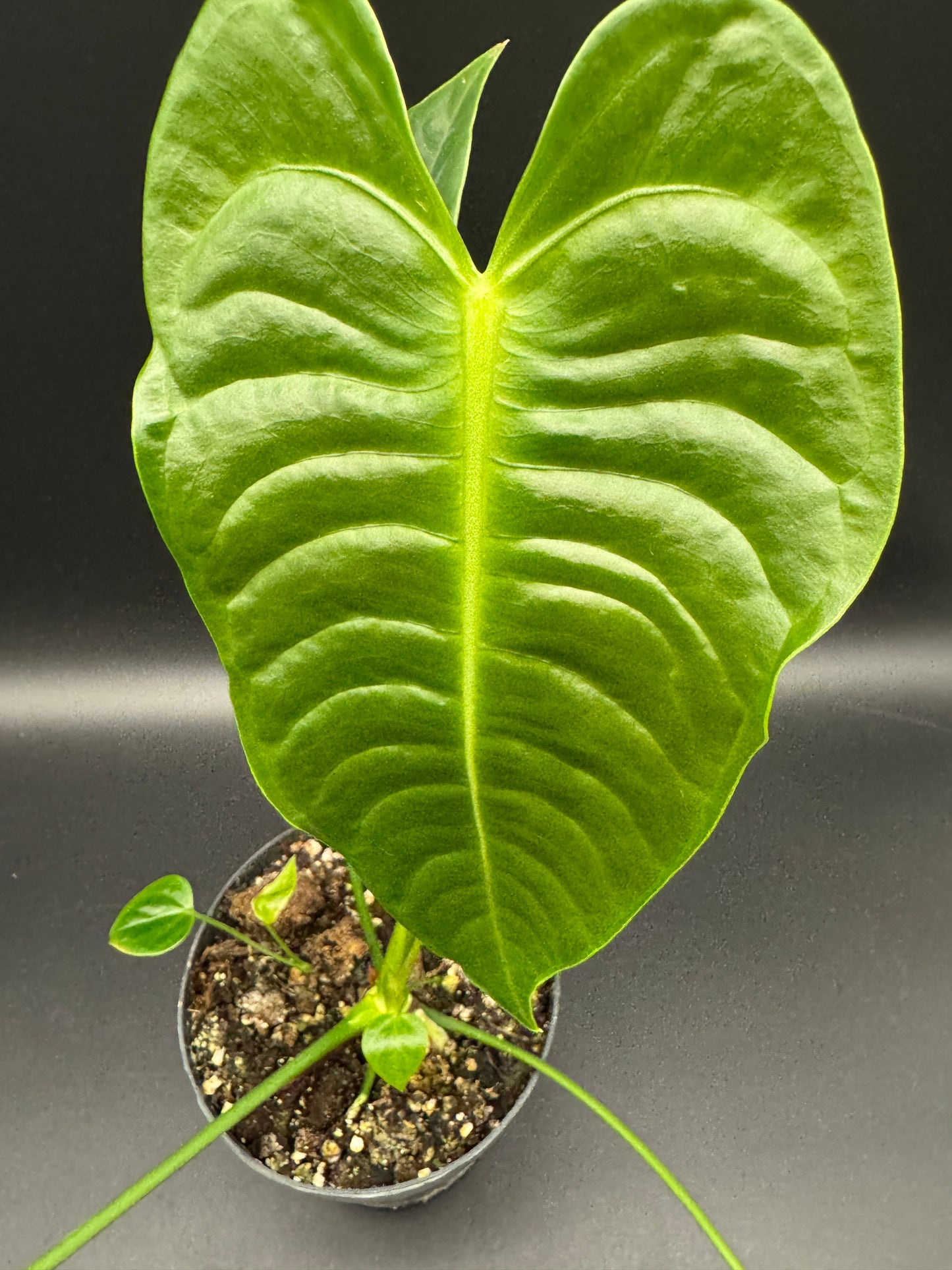 Anthurium veitchii L